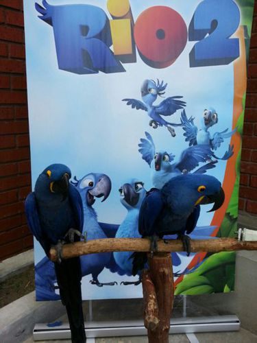 Rio blue Parrots for Rio themed Party