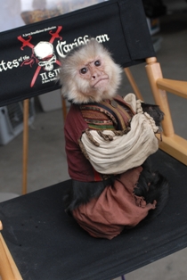 monkey in pirate outfit