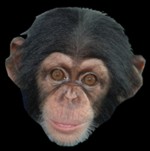Chimpanzee or monkey for rent or hire for film, video, parties, or events - email us to rent a chimpanzee or monkey