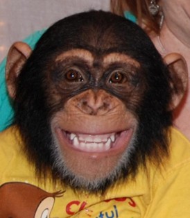 chimpanzee actors chimp performer for rent