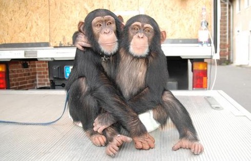 two chimpanzees at a movie studio back lot