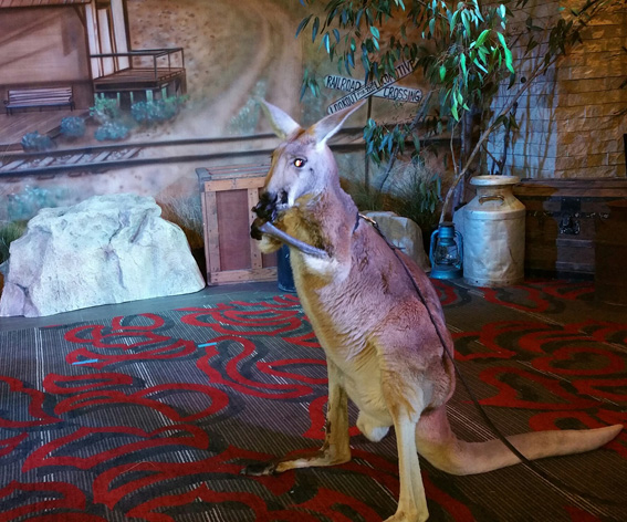 kangaroo for hire