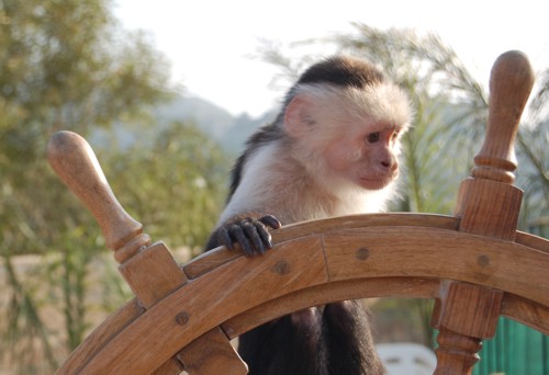 monkey at pirate party