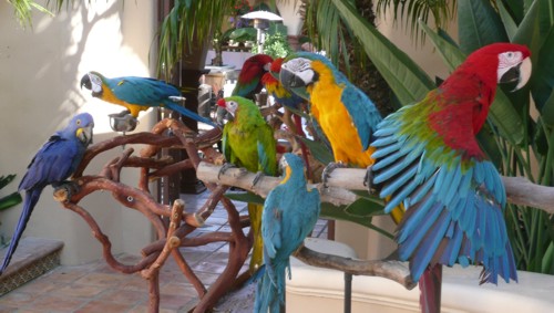 parrot show for a children's birthday party or a pirate theme party