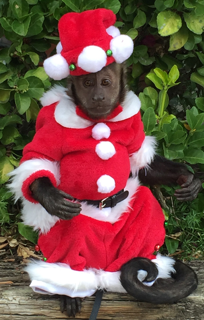 SAnta Monkey  the Monkey entertainer for Holiday parties, christmas party entertainment