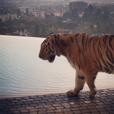 Tigerfor rent or hire
