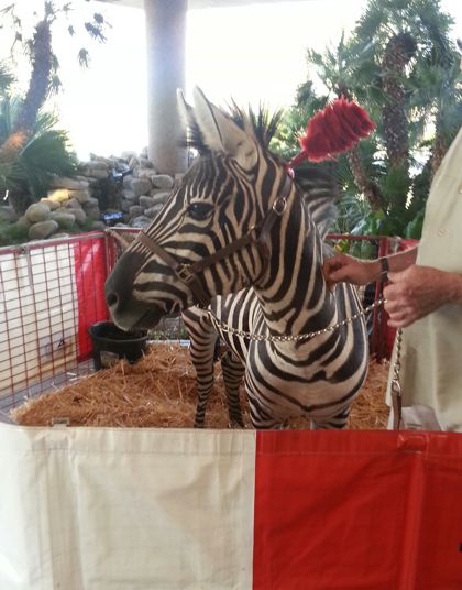 zebra for circus themed party