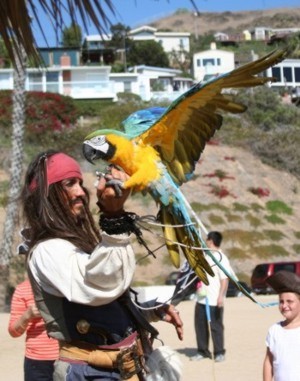 parrot show on the beach with pirate entertainer Captain Jack Sparrow impersonator - pirate actor