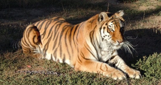 Exotic animals for rent or Monkey for hire for party event or movie